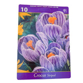Hectarul - Set 10 bulbi, Crocus Striped